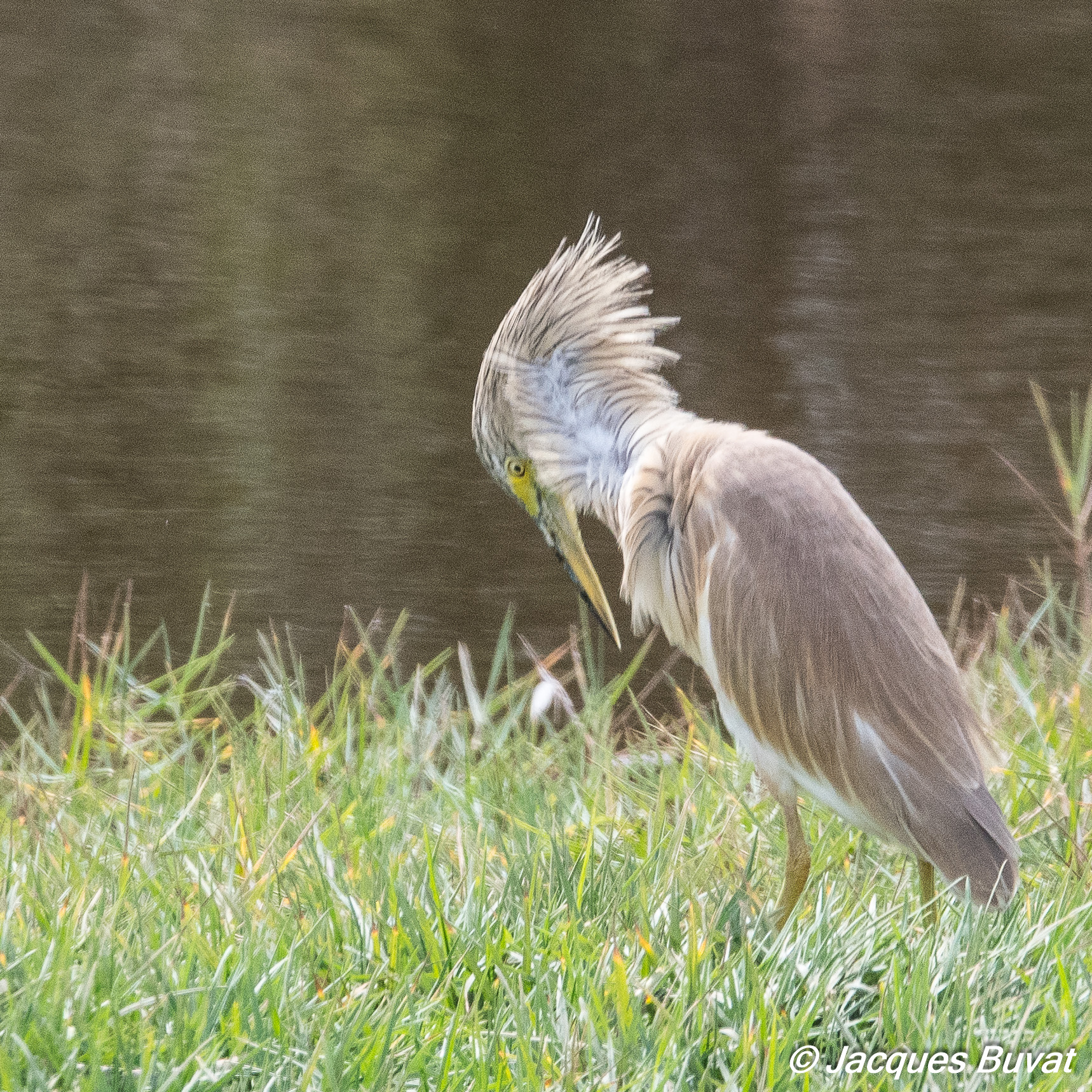 Crabier chevelu (Squacco heron, Ardeola ralloides), adulte en plumage internuptial, Technopole de Pikine, Dakar, Sénégal.